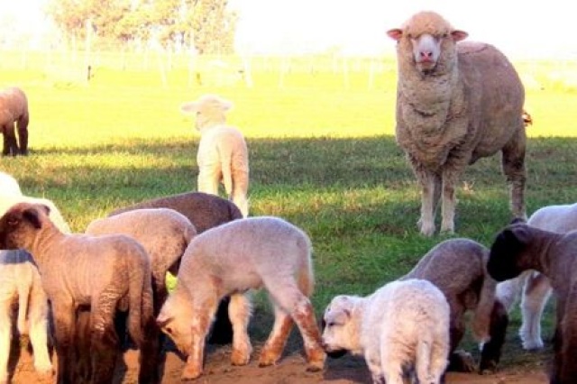 Llegan las IV Jornadas Ovinas: “Visión a futuro de la ganadería ovina”